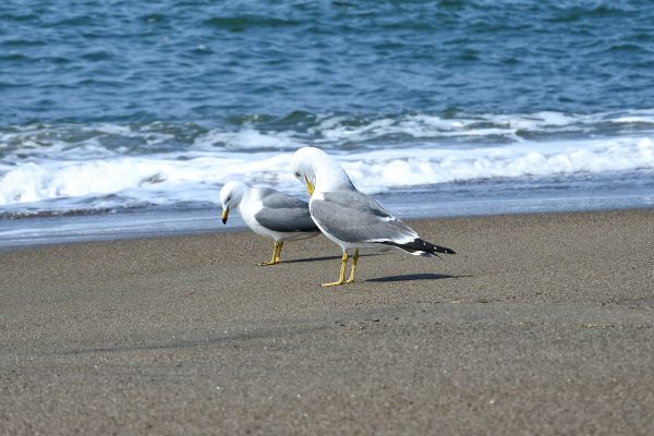 落ち込むうみどり